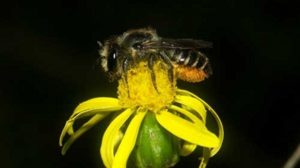 Découverte des abeilles sauvages et autres pollinisateurs