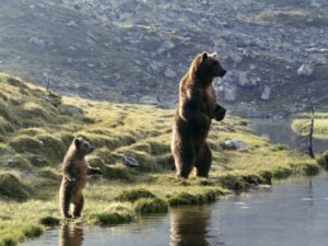 Film l'Ours Jean-Jacques Annaud