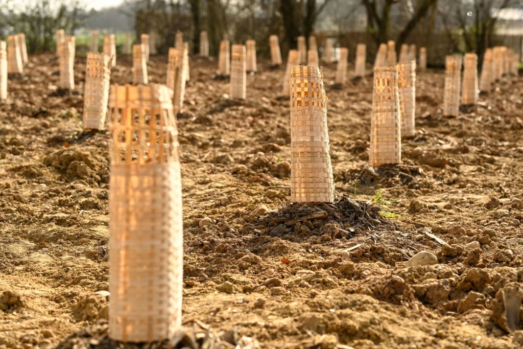 Plantation d'arbres à Saint-Priest, février 2021 