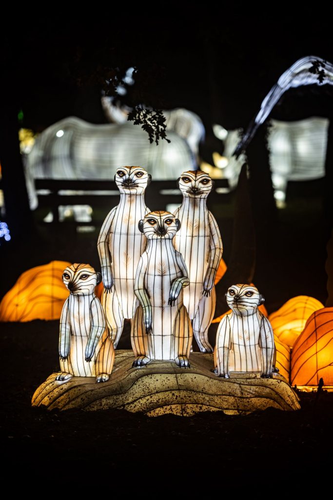 famille de cinq suricates en satin illuminé aux lumières sauvages de peaugres