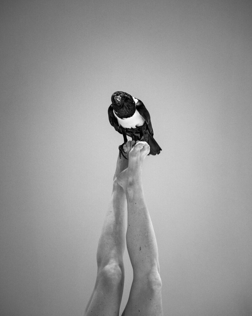 le corbeau Gus de la compagnie Baro d'evel, posé sur les jambes d'une acrobate dans le spectacle Là.