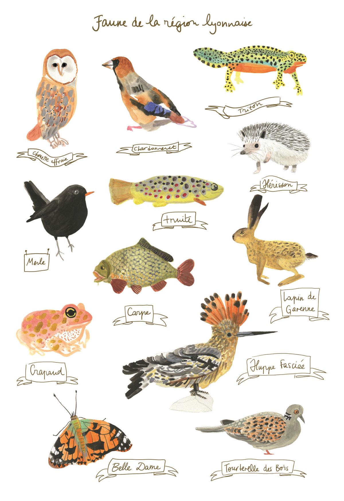Illustrations à l'aquarelle des animaux vivant dans le rhone