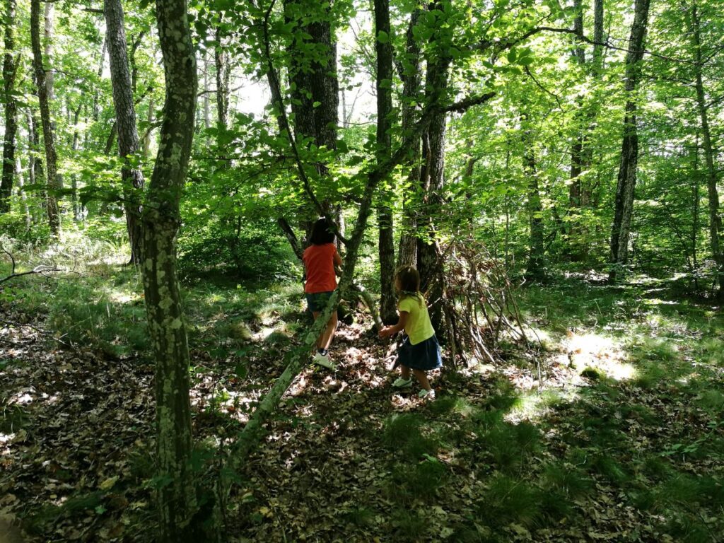 Stages nature pour occuper les enfants cet été - Les Voies de la Forêt.