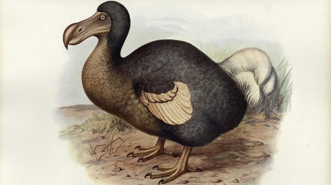 L'os du dodo