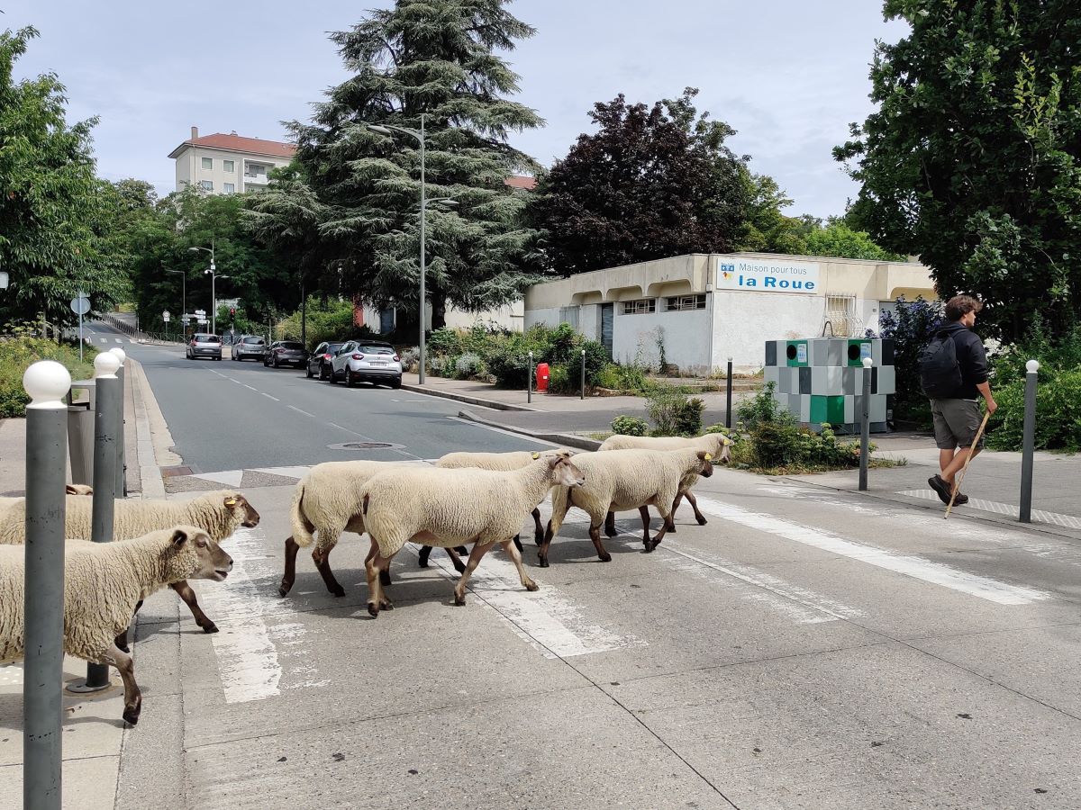troupeau moutons Bergerie Urbaine