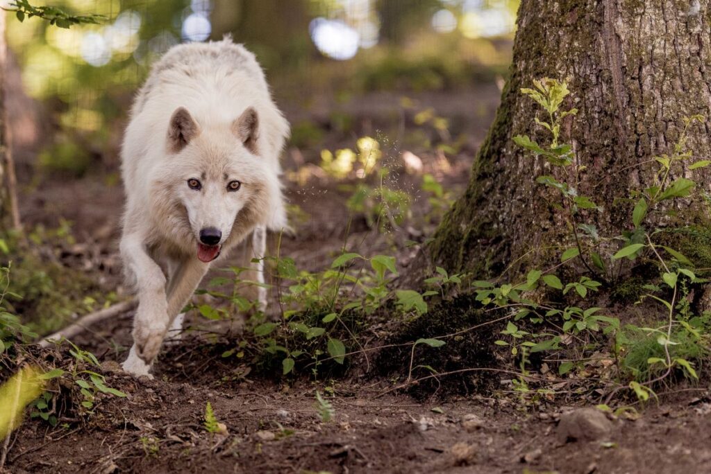 Loup arctique © Parc de Courzieu