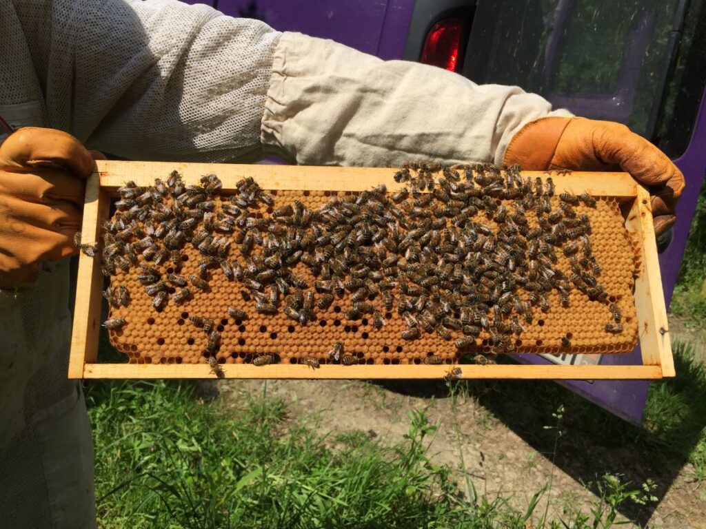 Fete du miel et des abeilles, Lyon