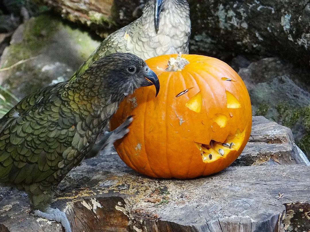 Halloween au Parc des Oiseaux