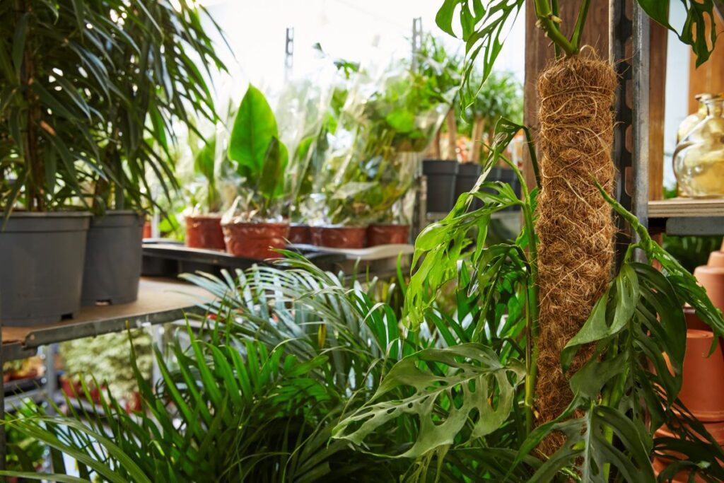 On refait le plein de plantes chez In-Sted - Grains de sel