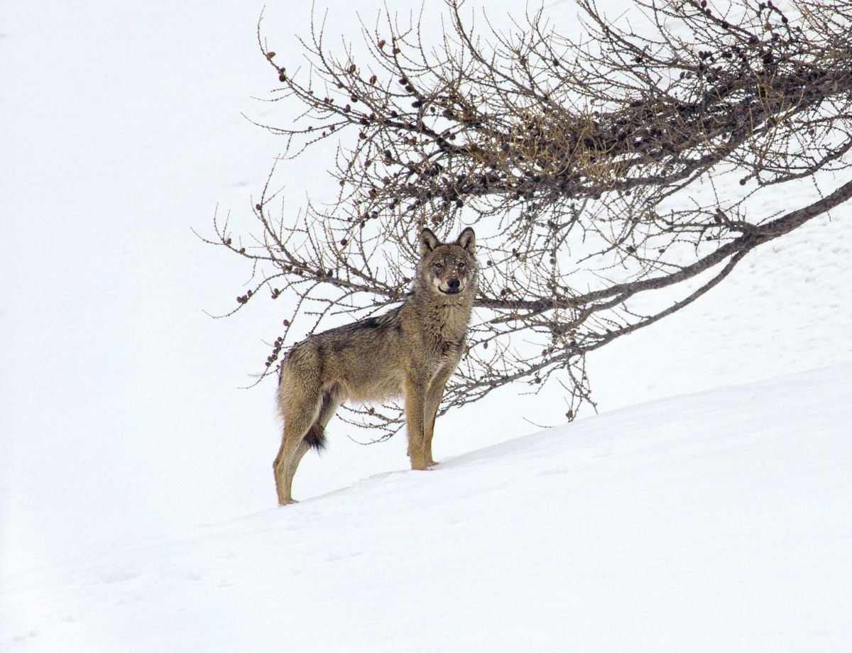 Film Marche avec les loups de Jean-Michel Bertrand