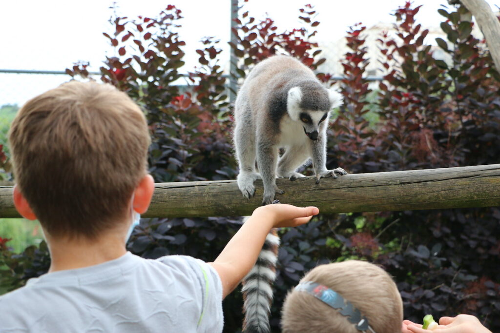Stage soigneur animalier au zoo Saint-Martin La Plaine