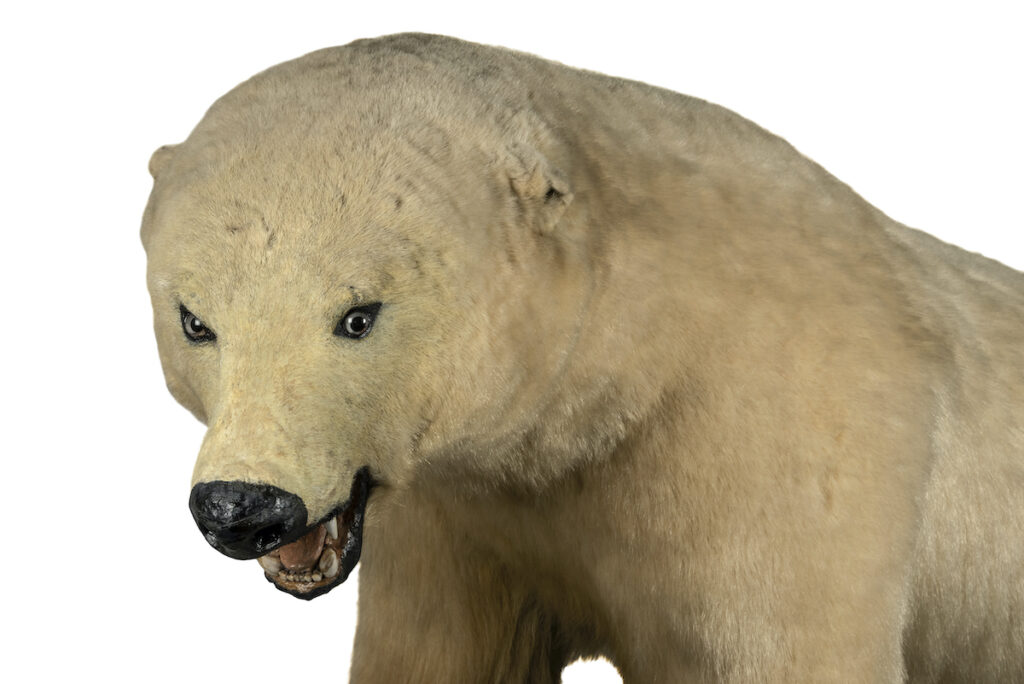 Expo Trop fort - Ours blanc - Ursus maritimus © musée des Confluences – Olivier Garcin.jpg