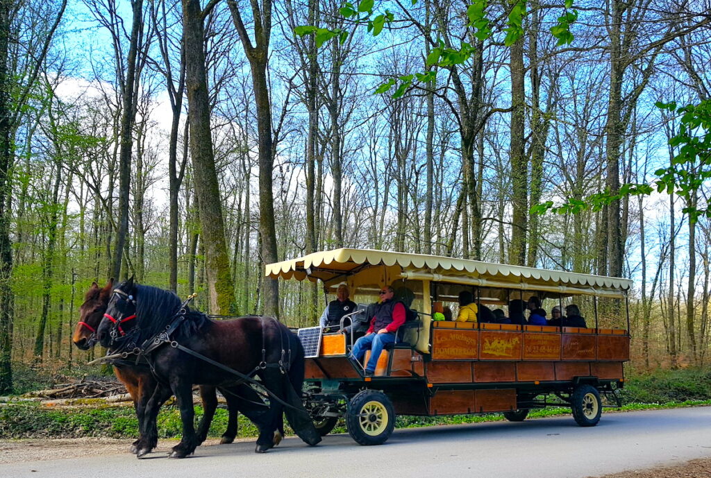 Balade en calèche dans la forêt de Seillon © DR