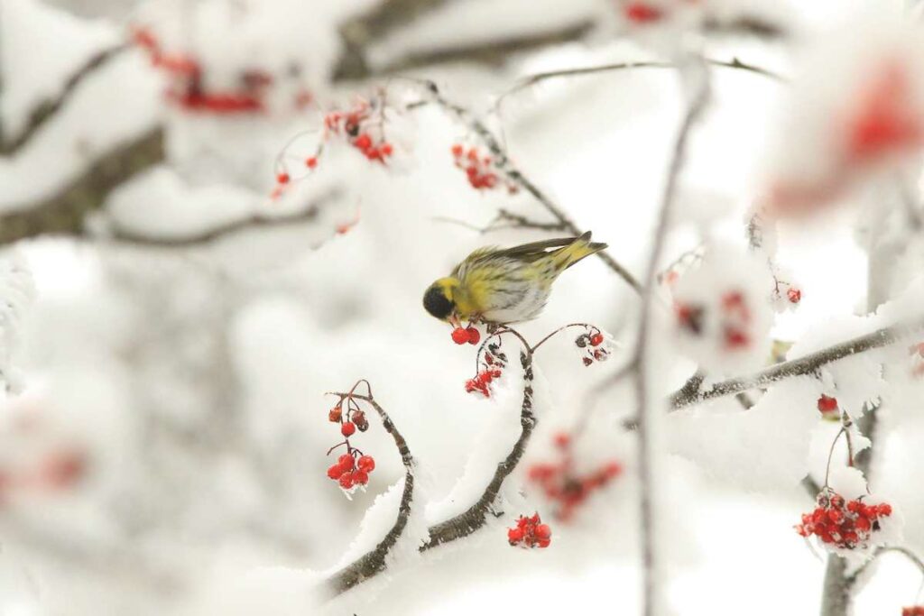 Balade neige et animaux - reconnaissance chants oiseaux