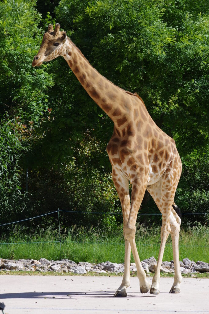 Girafe Parc de la Tête d'Or