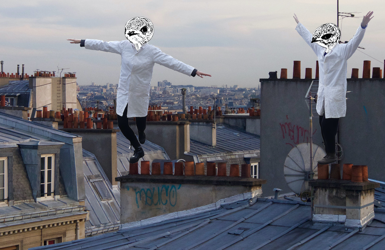 Les Martinets spectacle oiseaux