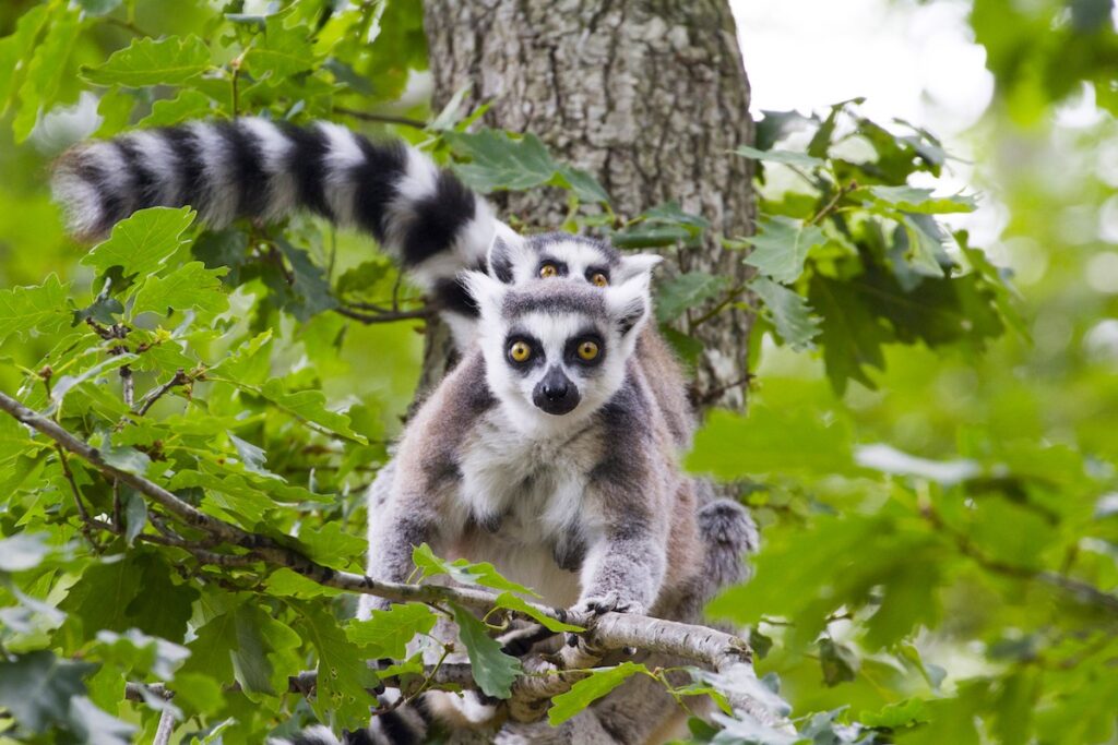 Maki catta - Parc Animalier d'Auvergne