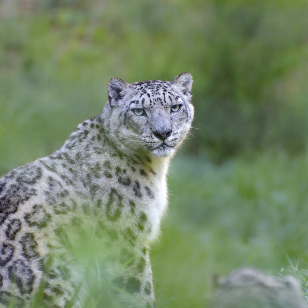 Panthère des neiges au Parc animalier d'Auvergne