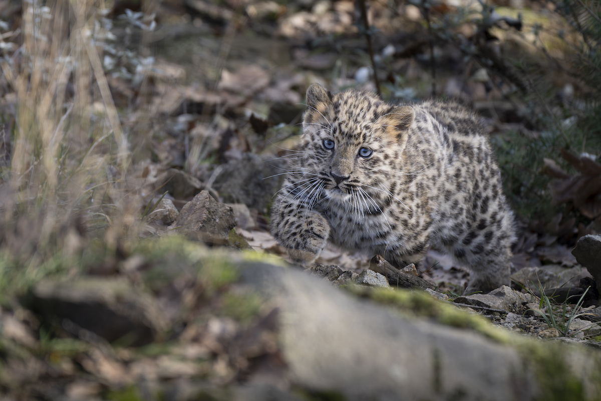 bébé panthère de l'Amour au Parc animalier d'Auvergne