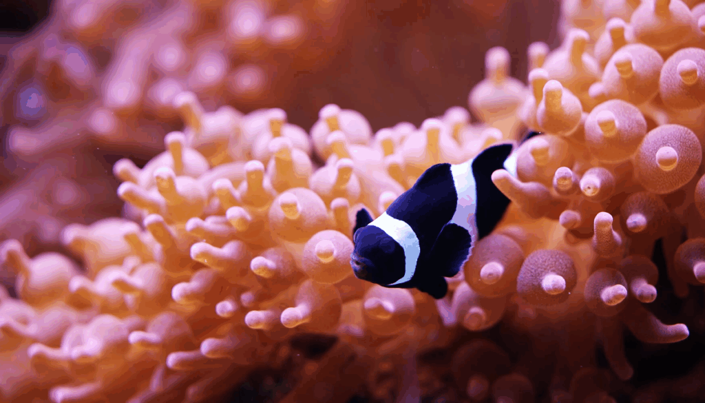 poisson clown aquarium de Lyon