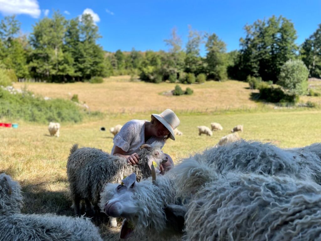Chèvres Angora de la Ferme pédagogique du Vercors