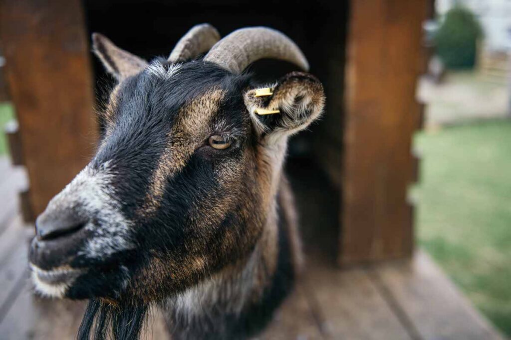 Chèvre ferme pédagogique Au pré de Justin