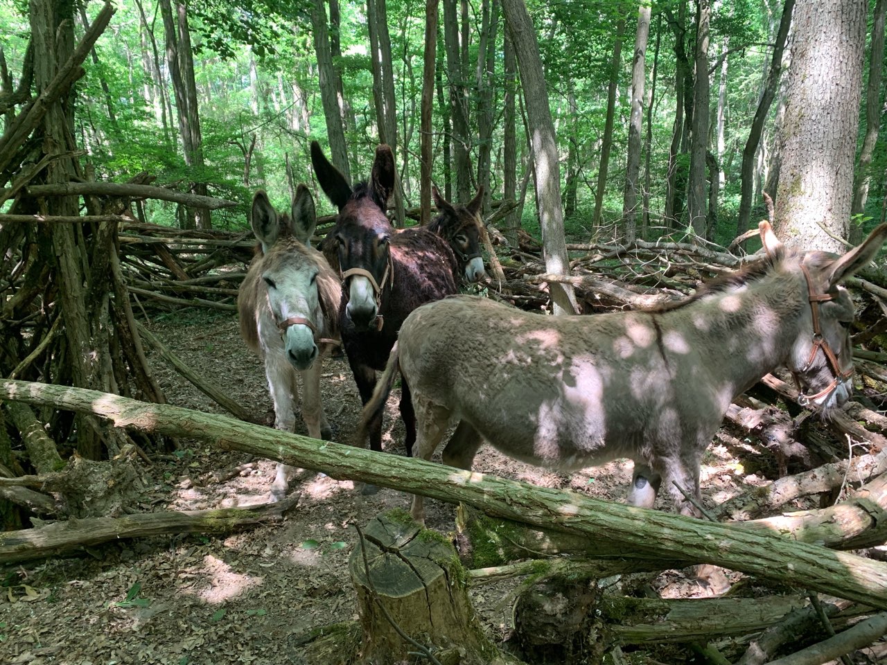 La Ferme des deux ânes