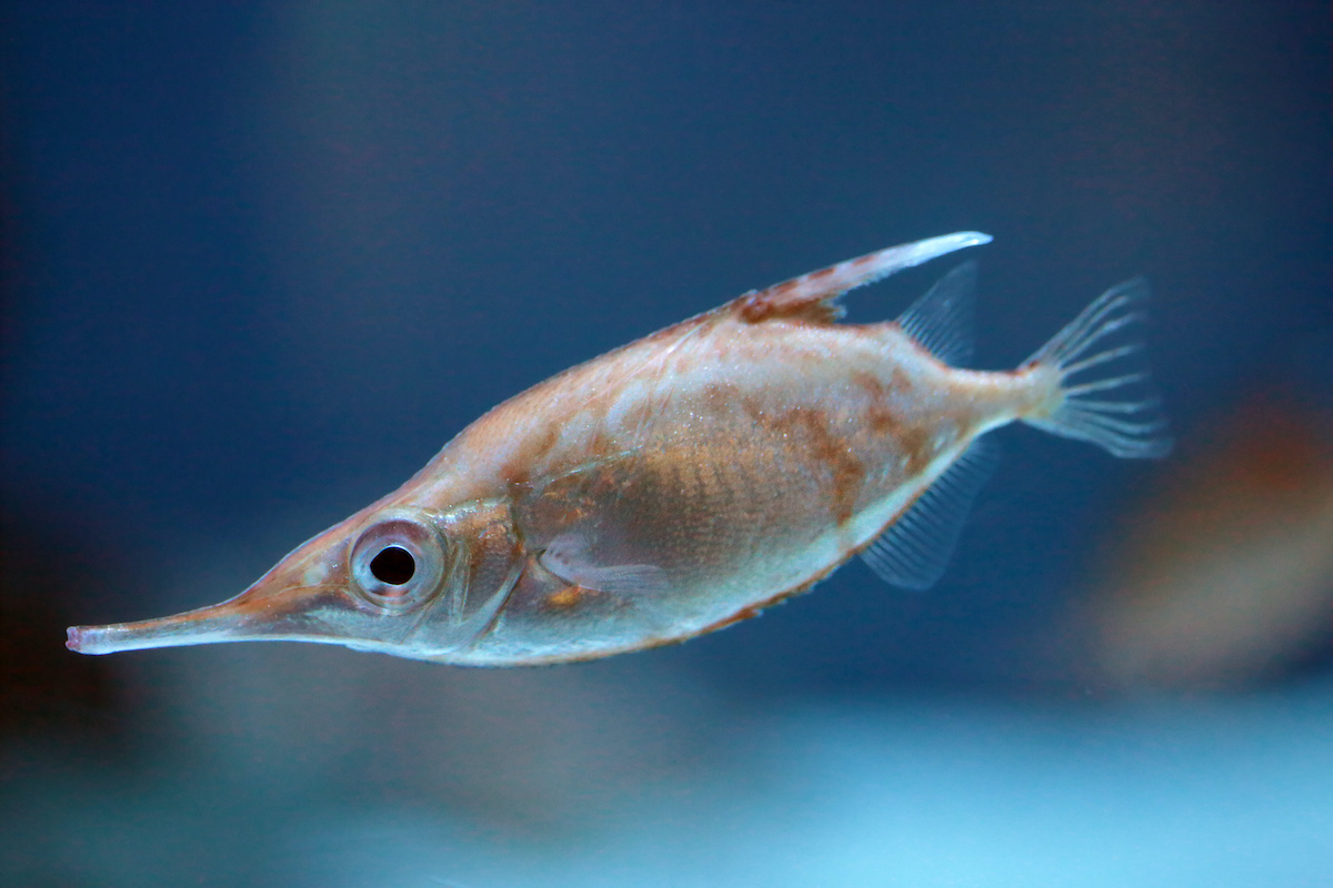 Aquarium de Lyon poisson