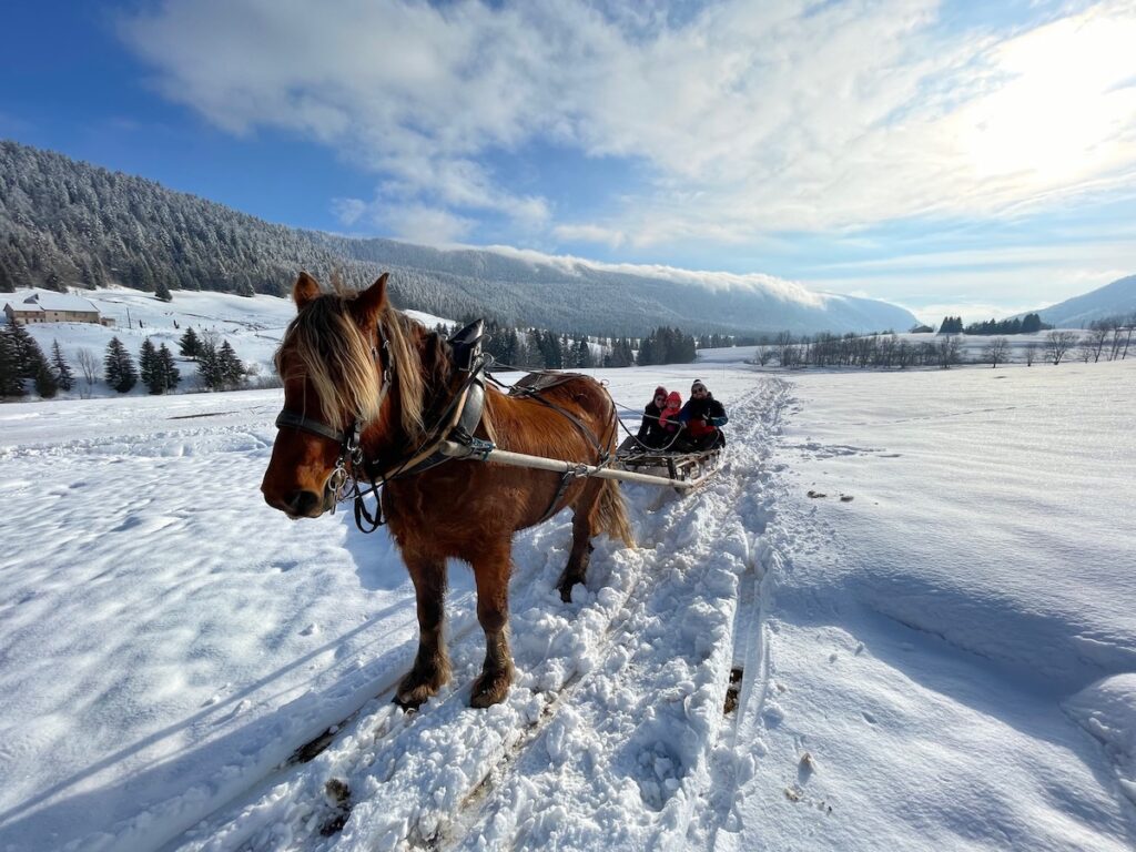 balade en luge attelée Nicolas Guitton Jura