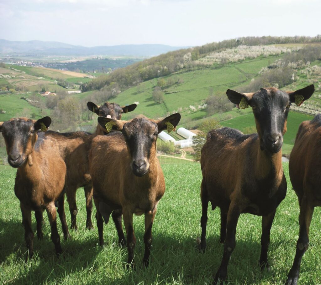 Chèvres De ferme en ferme