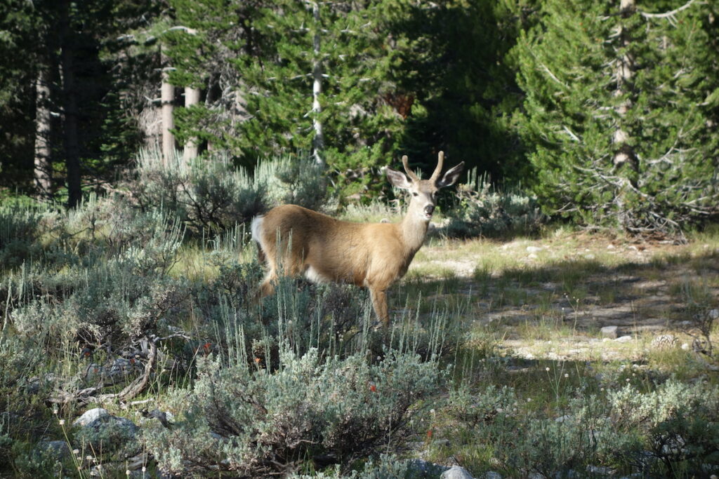 Trek en famille sur le John Muir Trail
