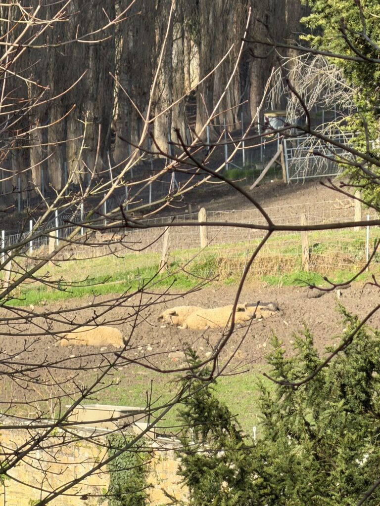 Cochons Mangalica à la Ferme de Lyon