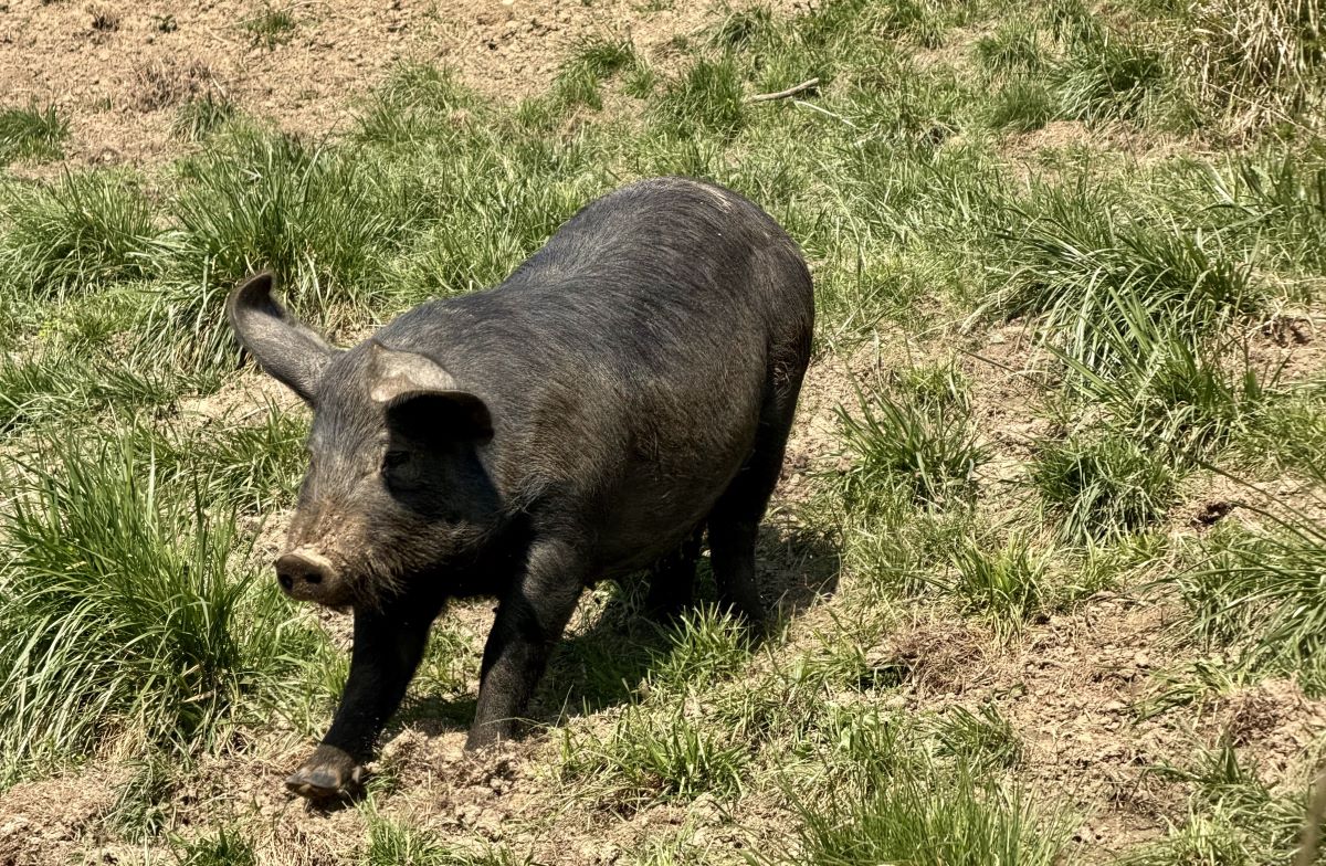 Cochon noir Ferme de Lyon